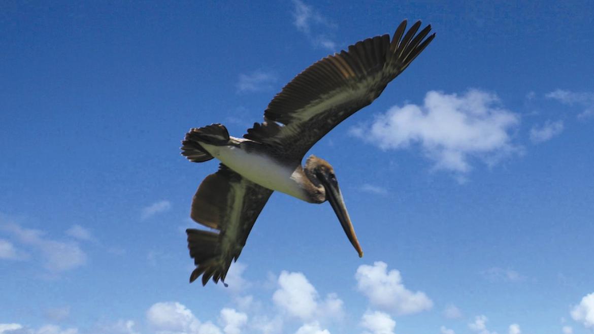 Un pelican, île de St Barthelemy Un pelican, île de St Barthelemy