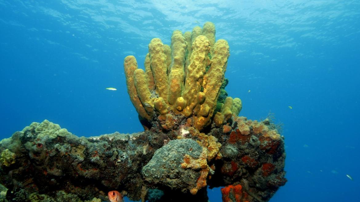 Réseve Cousteau, Guadeloupe Réseve Cousteau, Guadeloupe