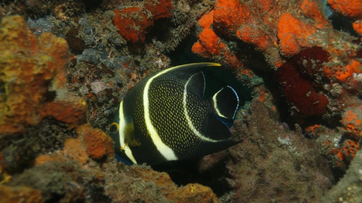 Réseve Cousteau, Guadeloupe Réseve Cousteau, Guadeloupe