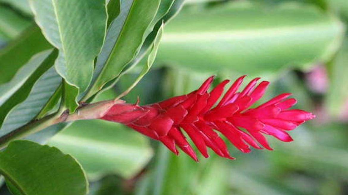 Alpinia, Guadeloupe Alpinia, Guadeloupe