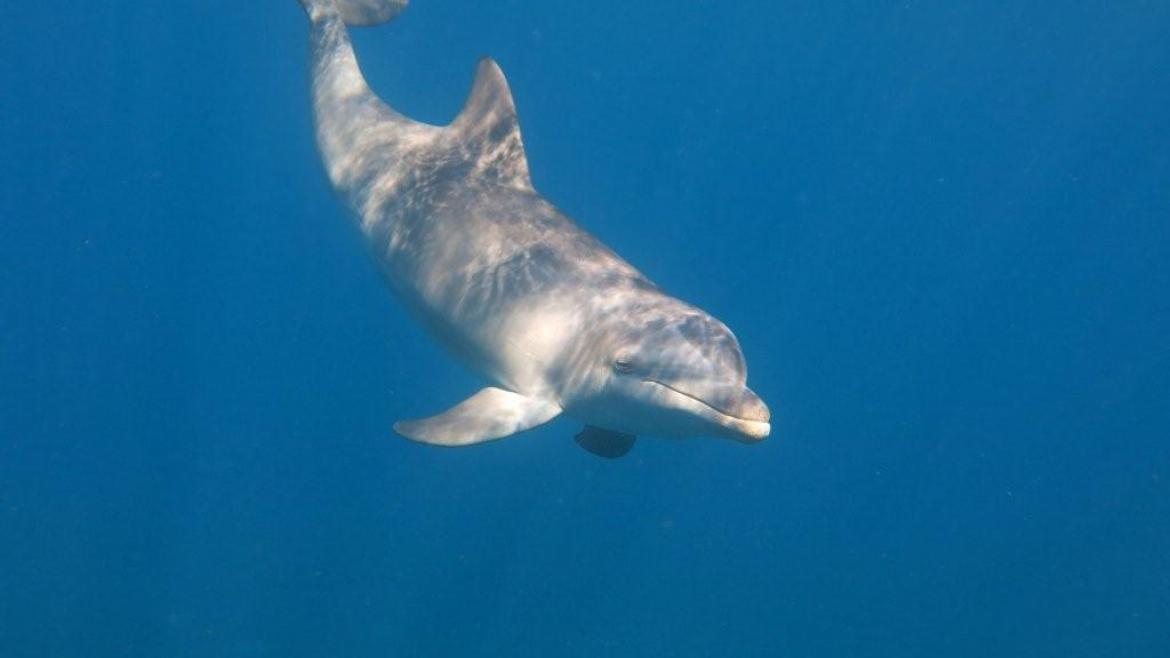 A dolphin in the bay at Les Saintes A dolphin in the bay at Les Saintes