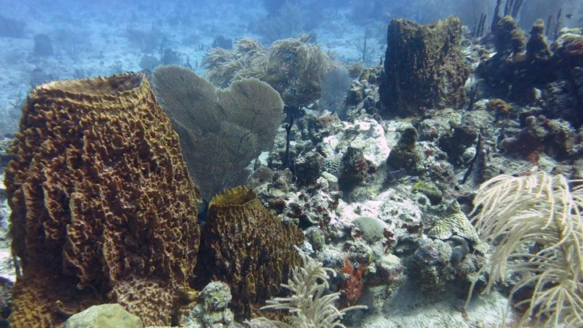 The magnificent underwater scenery, Les Saintes The magnificent underwater scenery, Les Saintes