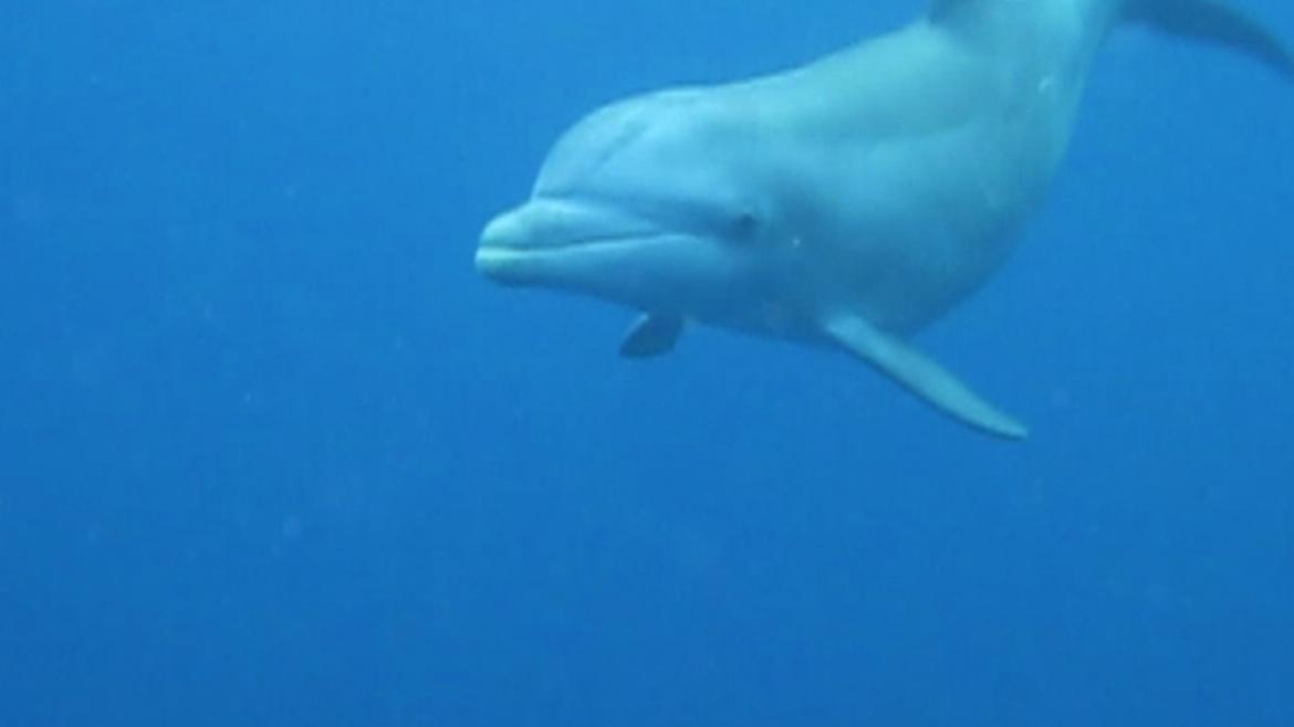 A curious dolphin inspecting divers at Saintes A curious dolphin inspecting divers at Saintes