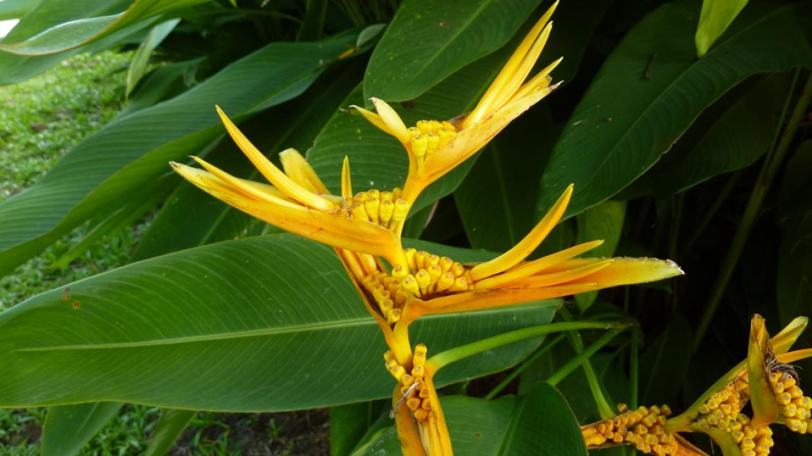 Fleur tropicale Fleur tropicale