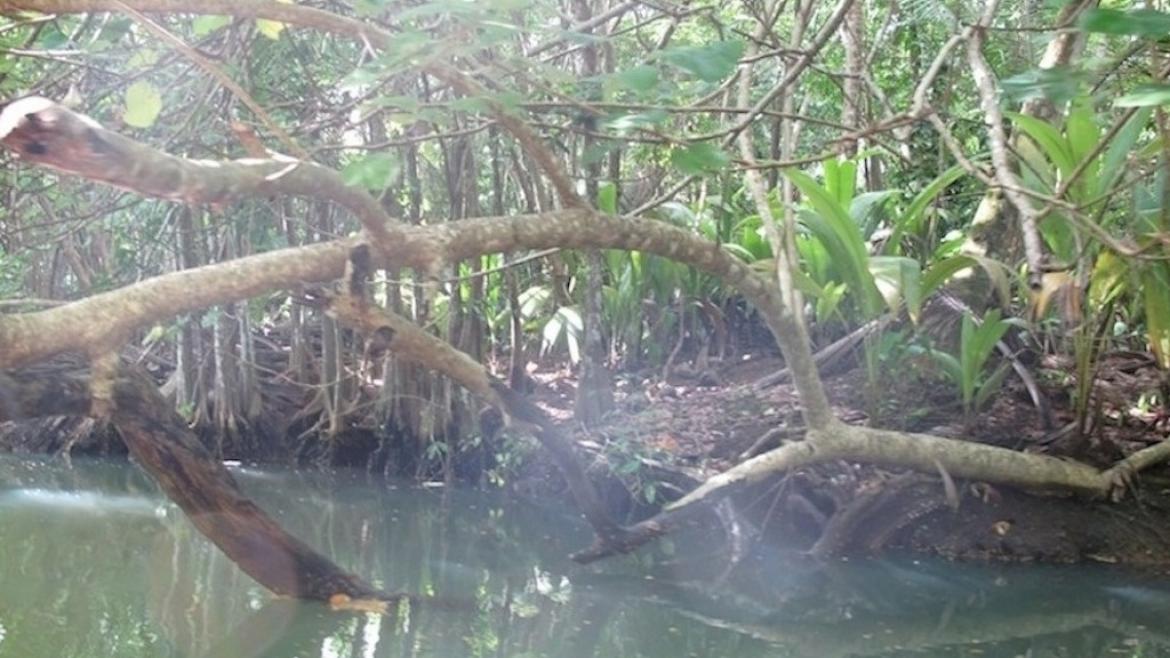 L'indian River, Dominique L'indian River, Dominique