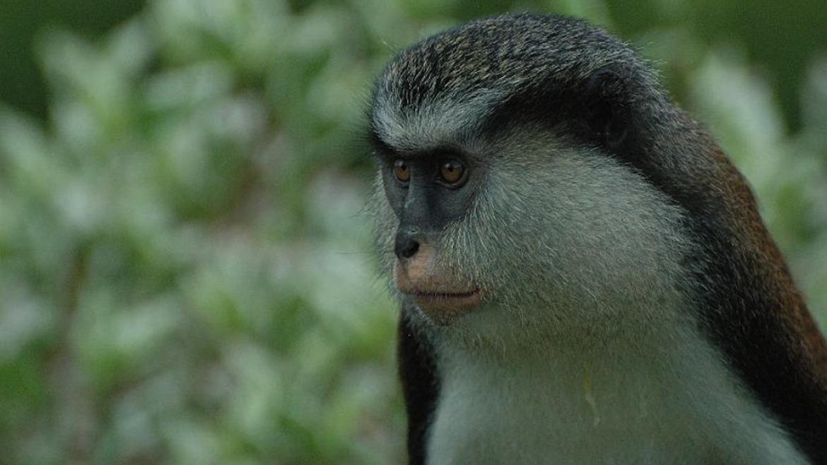 Mona monkey, Grenada Mona monkey, Grenada