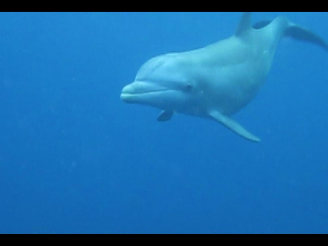 A curious dolphin inspecting divers at Saintes