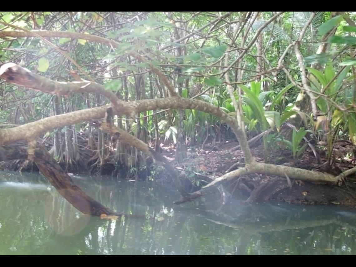 Indian River, Dominica