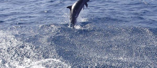 Un dauphin dans la baie de Saint-Pierre, Martinique Un dauphin dans la baie de Saint-Pierre, Martinique
