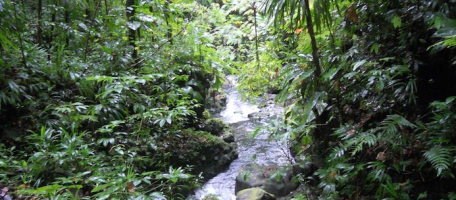 Emerald Pool, The Island of Dominica