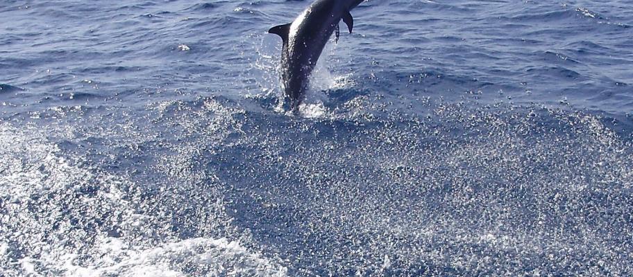 Un dauphin dans la baie de Saint-Pierre, Martinique