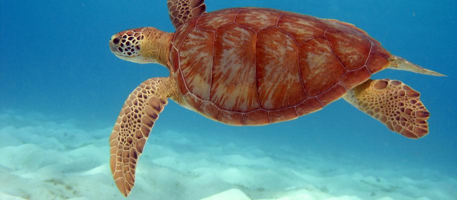 Sea turtle, Tobago Cays, The Grenadines