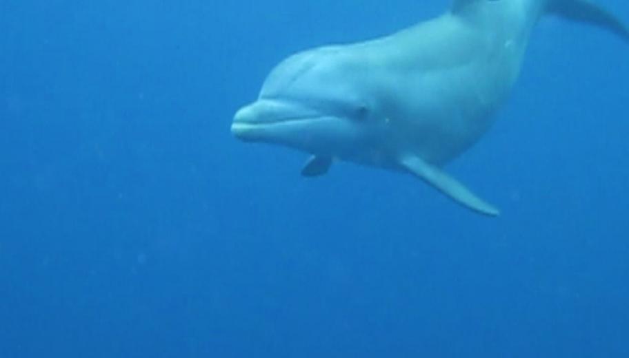 A curious dolphin inspecting divers at Saintes