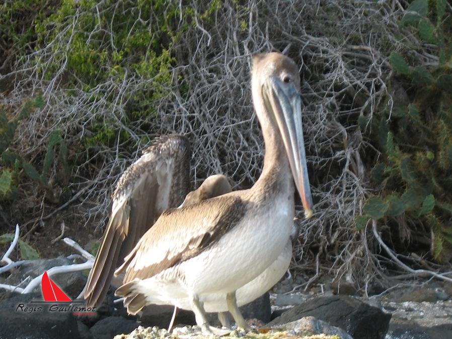 Cruise around the Island of Martinique en catamaran Régis Guillemot