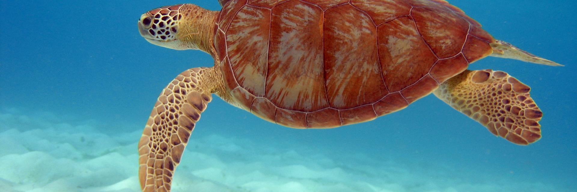 Sea turtle, Tobago Cays, The Grenadines