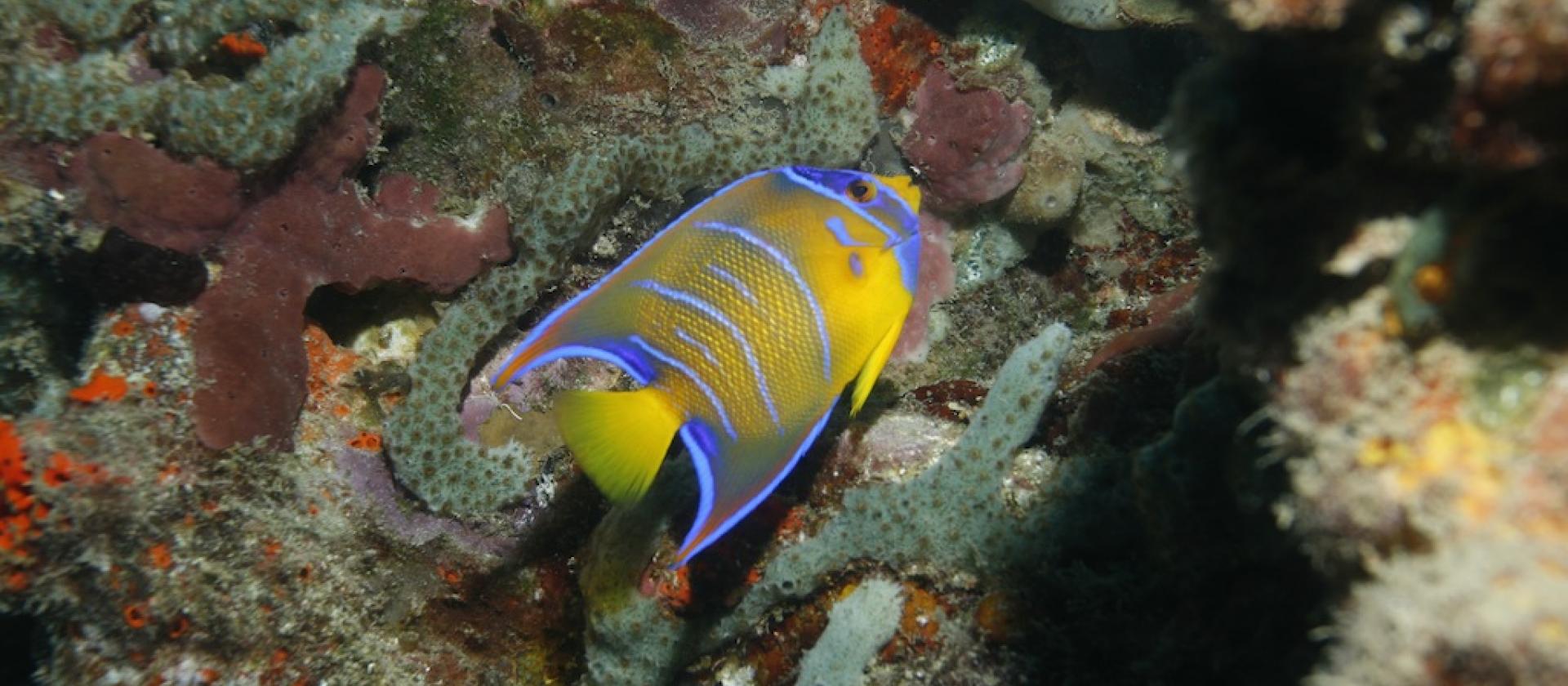Royal angelfish, The Grenadines Royal angelfish, The Grenadines