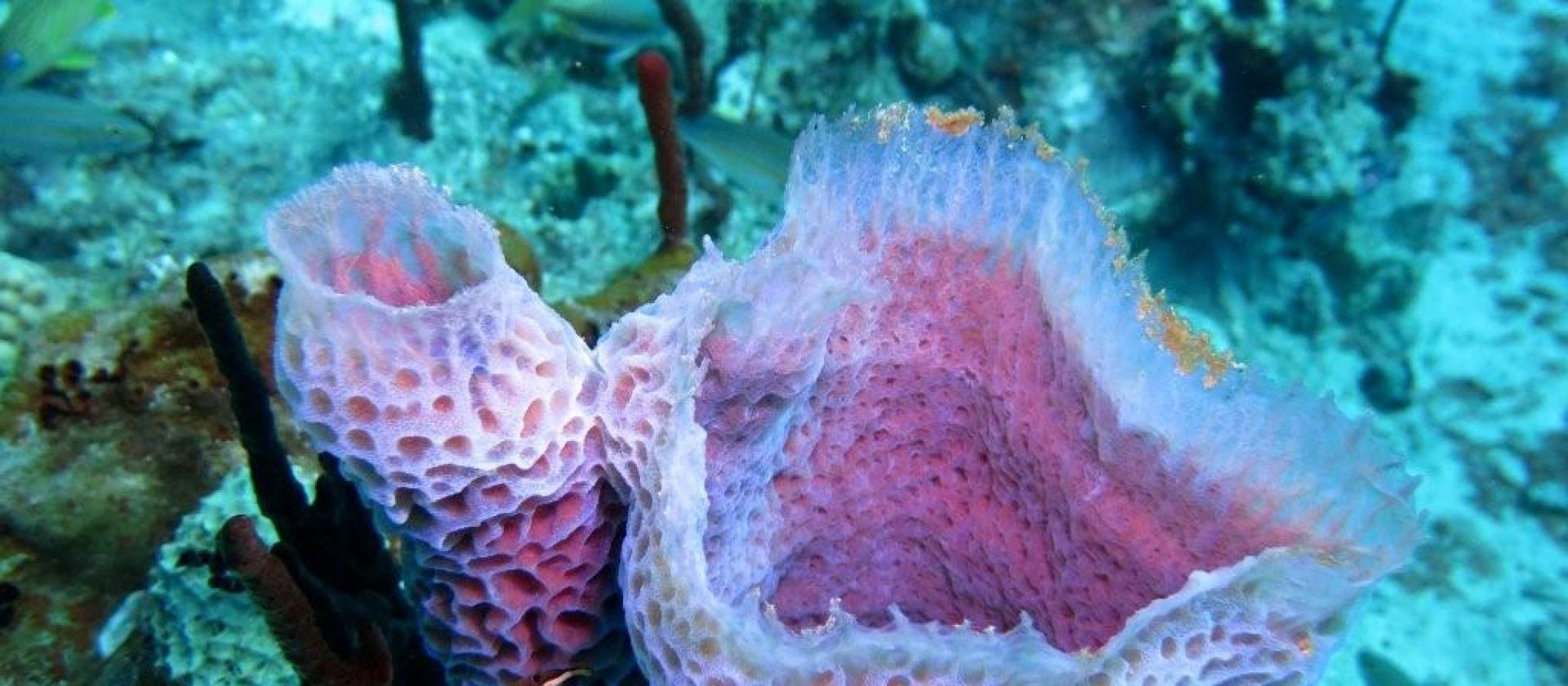 Some of the unbelievable colours while diving at Les Saintes Some of the unbelievable colours while diving at Les Saintes