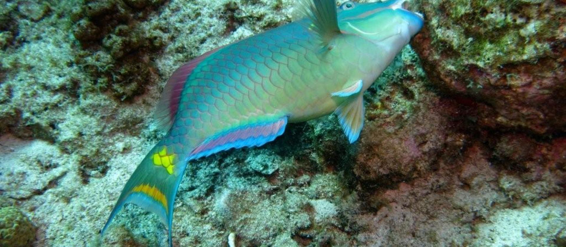 Parrot fish Parrot fish