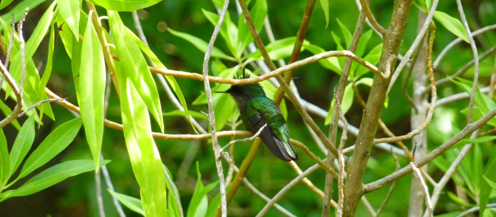 A tiny hummingbird A tiny hummingbird