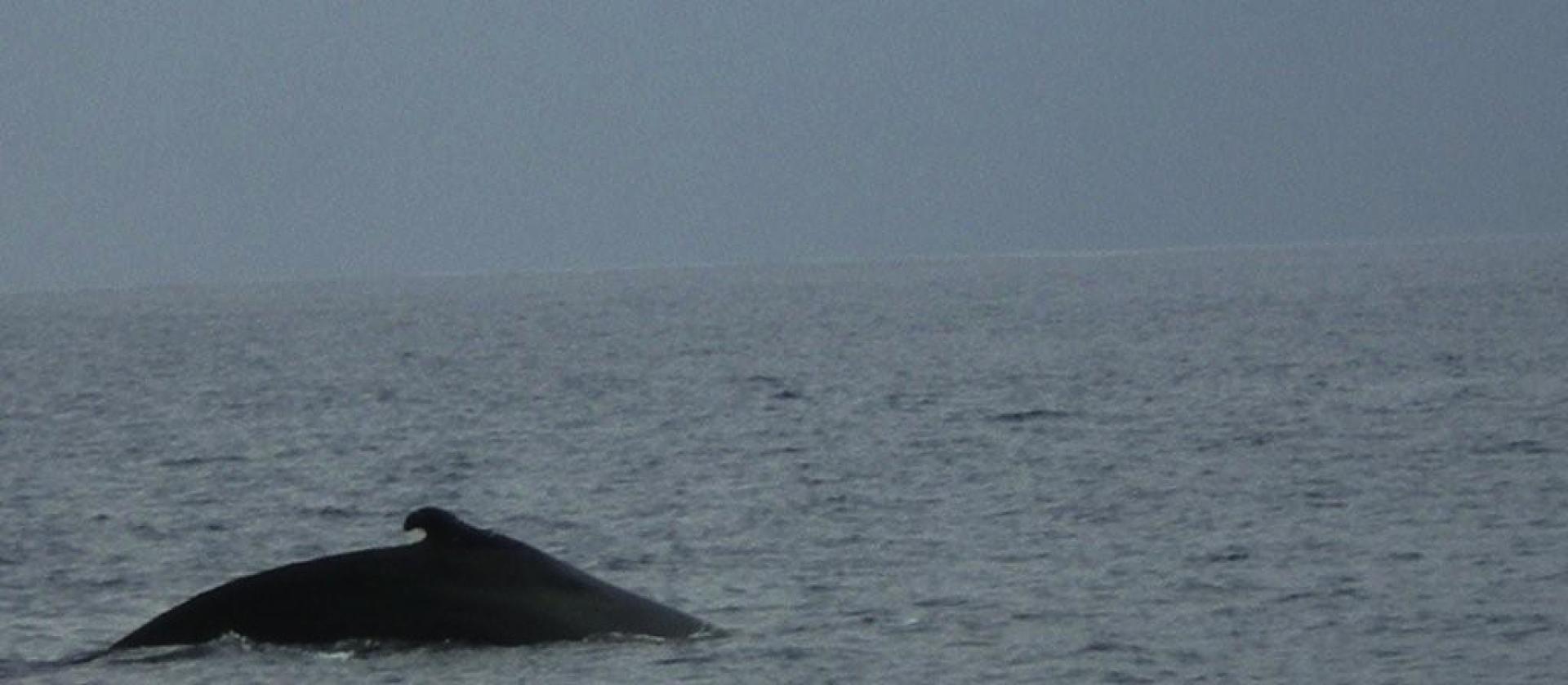 A whale sighted between Antigua and Barbuda A whale sighted between Antigua and Barbuda