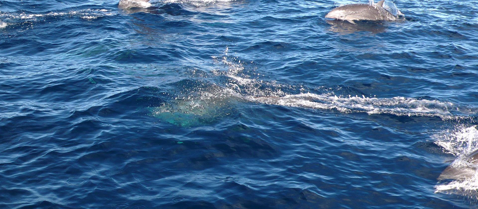 Dolphins playing in the canal at Saint Vincent Dolphins playing in the canal at Saint Vincent